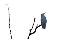 Birds (5)